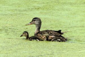 育児中の看護師が夜勤なしで転職する方法は？